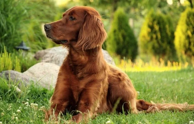 Irish Setter