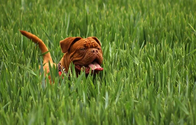 Mastiff