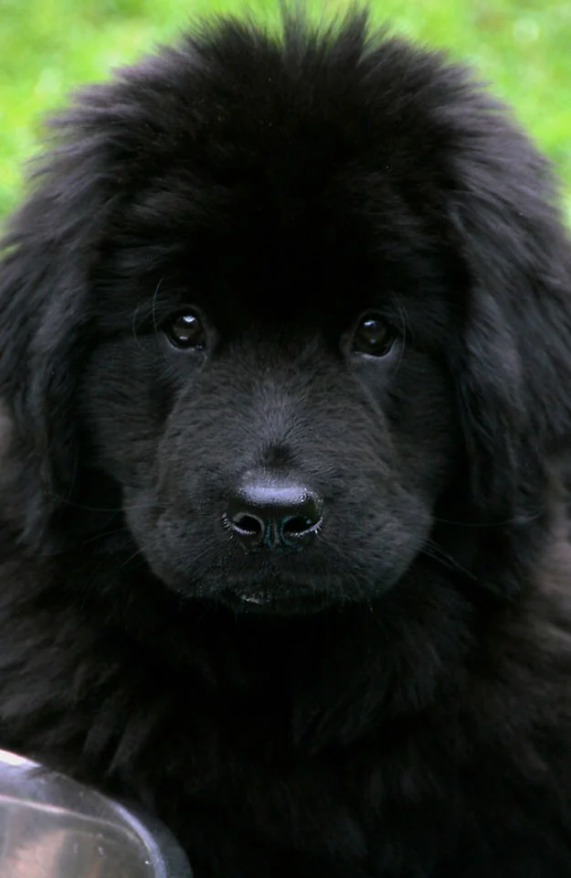 Newfoundland