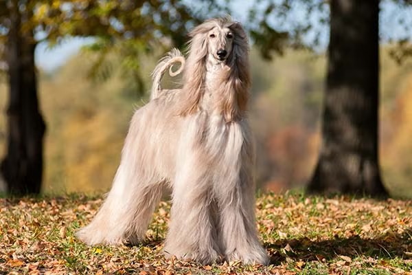 Afghan Hound with long silky coat in elegant pose