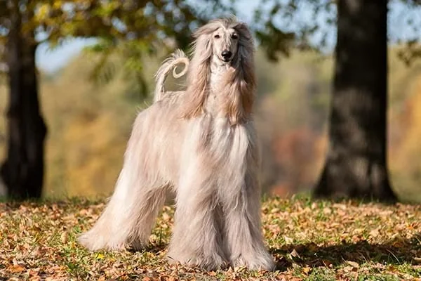 Afghan Hound with long silky coat in elegant pose