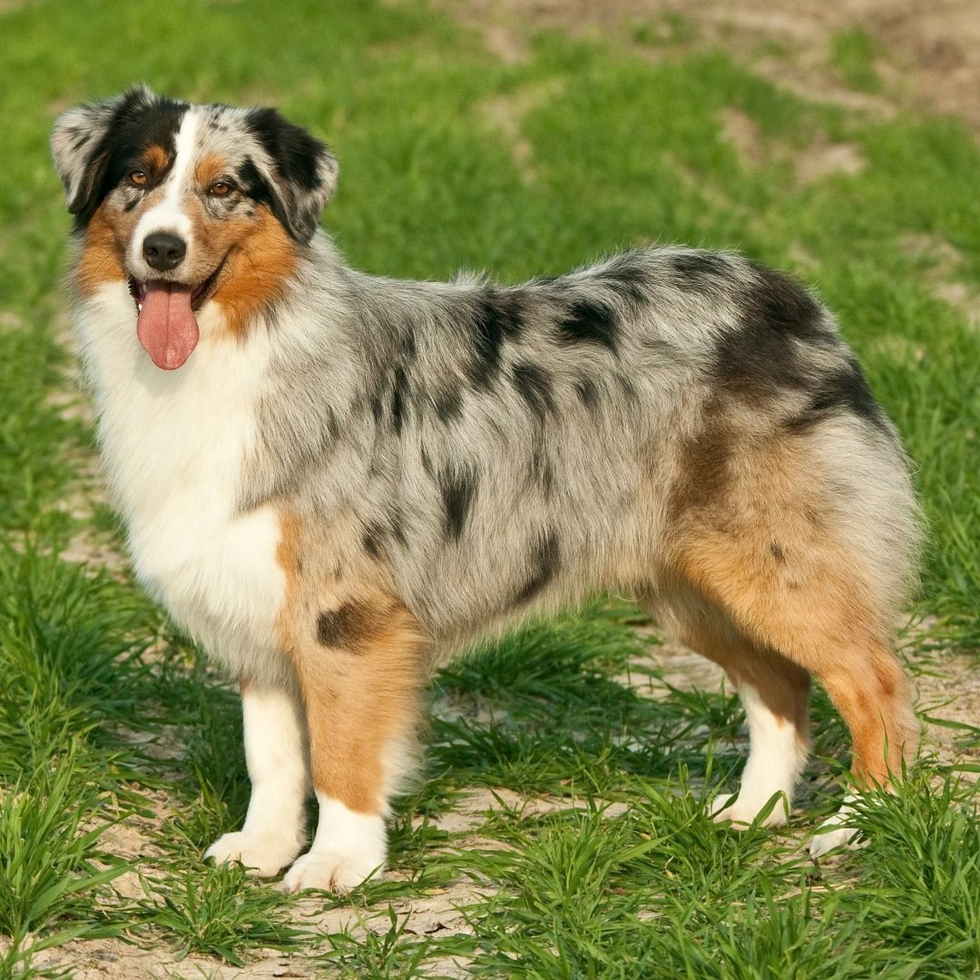 Australian Shepherd dog with merle coat in active outdoor pose
