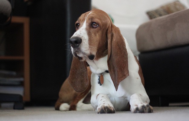 Beagle