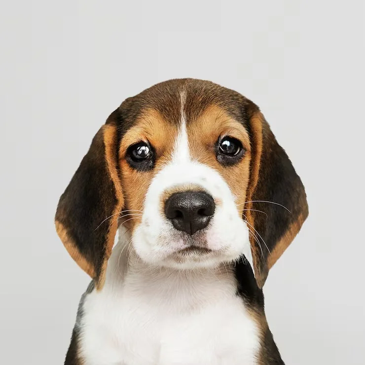 Beagle dog breed