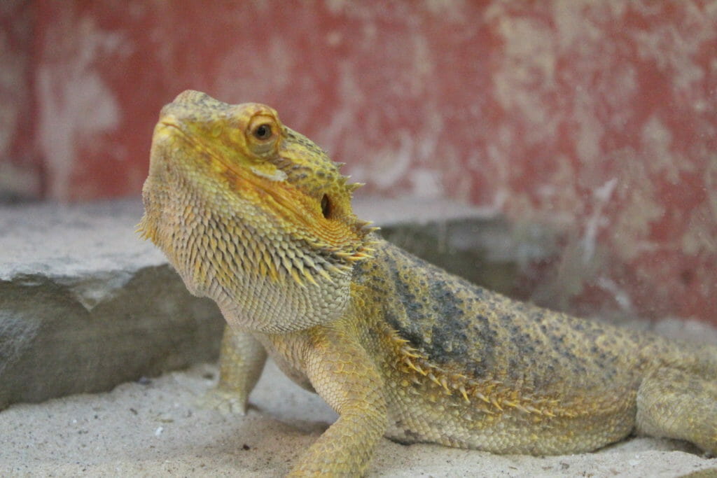 Bearded Dragon