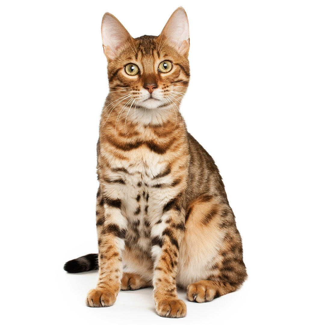 Bengal cat