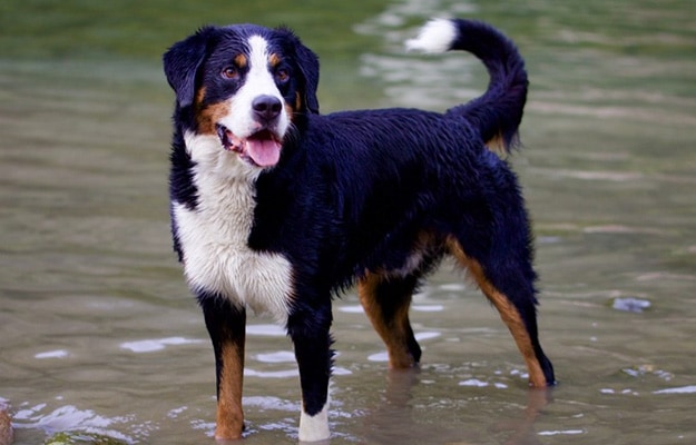 Bernese Mountain Dog