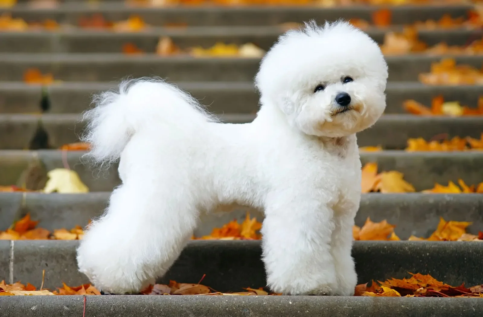 Bichon Frise dog breed