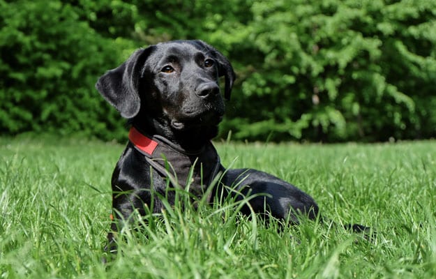 Black Labrador
