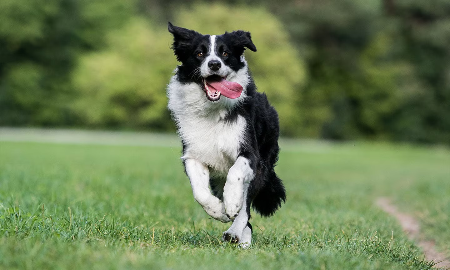 Border Collie puppy