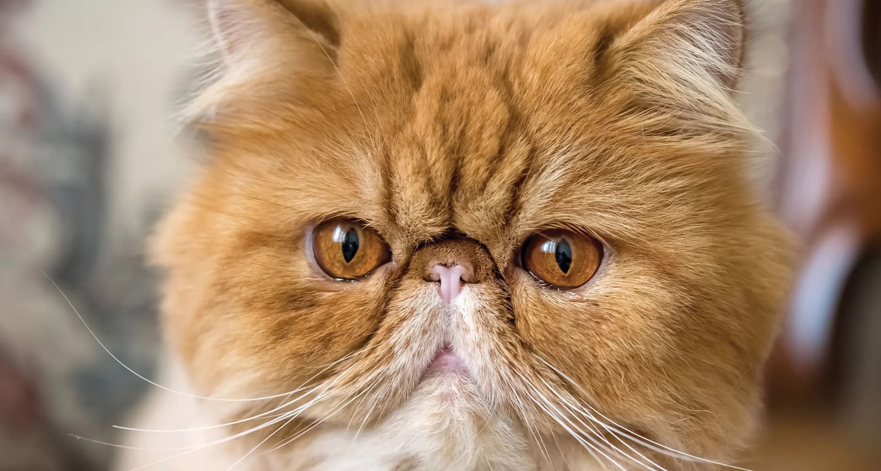 Flat-faced Persian cat requiring special respiratory care