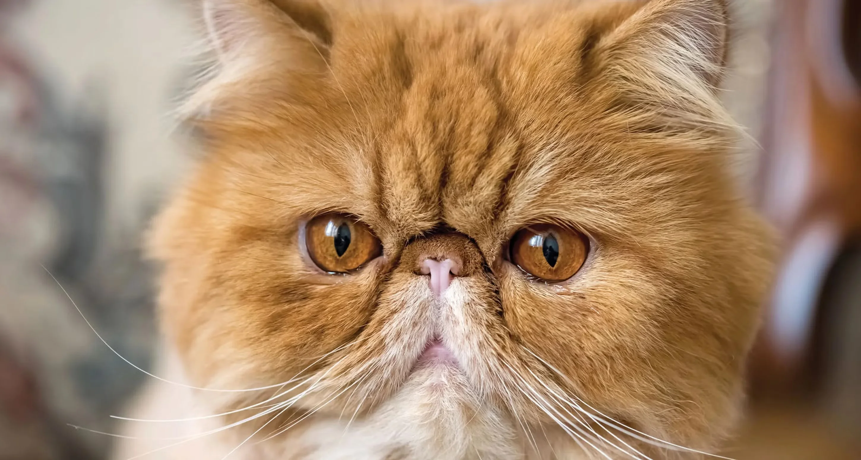 Flat-faced Persian cat requiring special respiratory care
