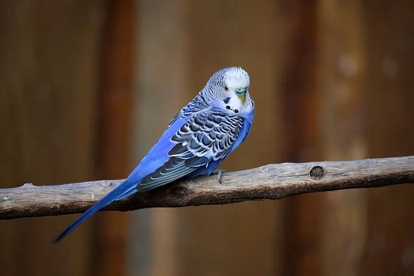 Budgie