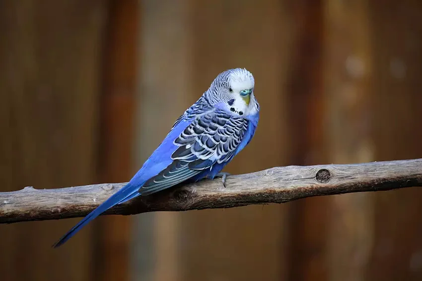 Budgie