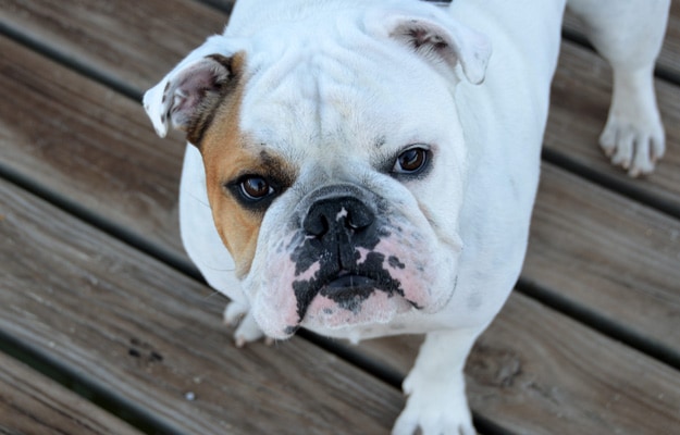Bulldog