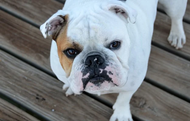 Bulldog