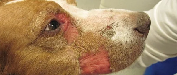 Senior dog receiving veterinary care