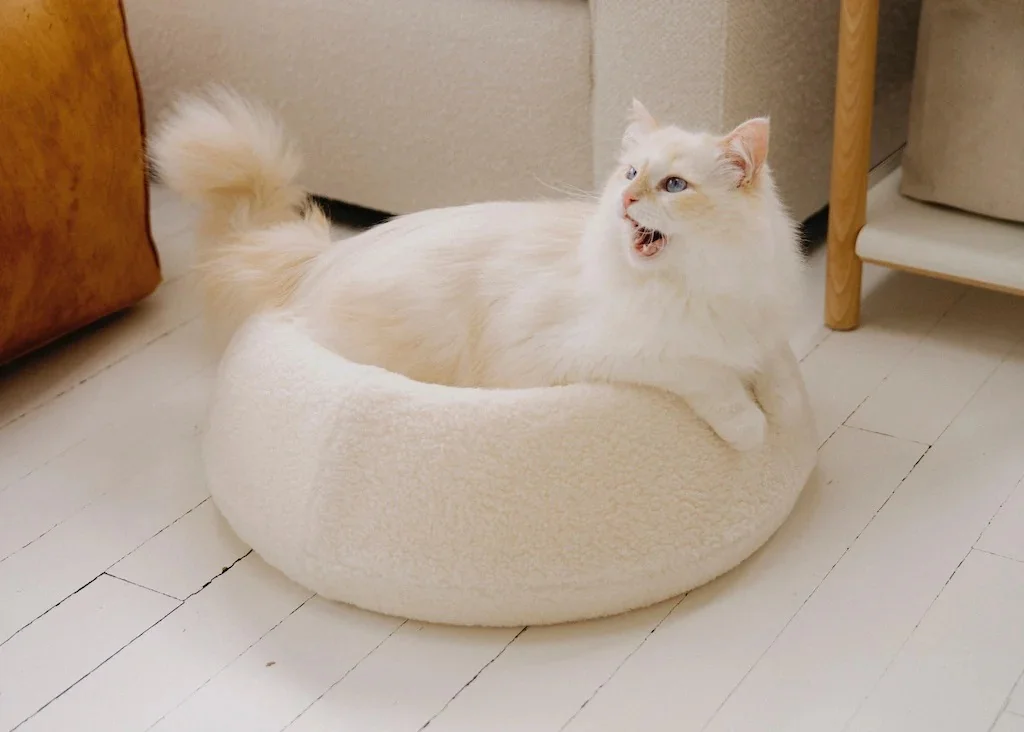 Understanding cat body language and behavior