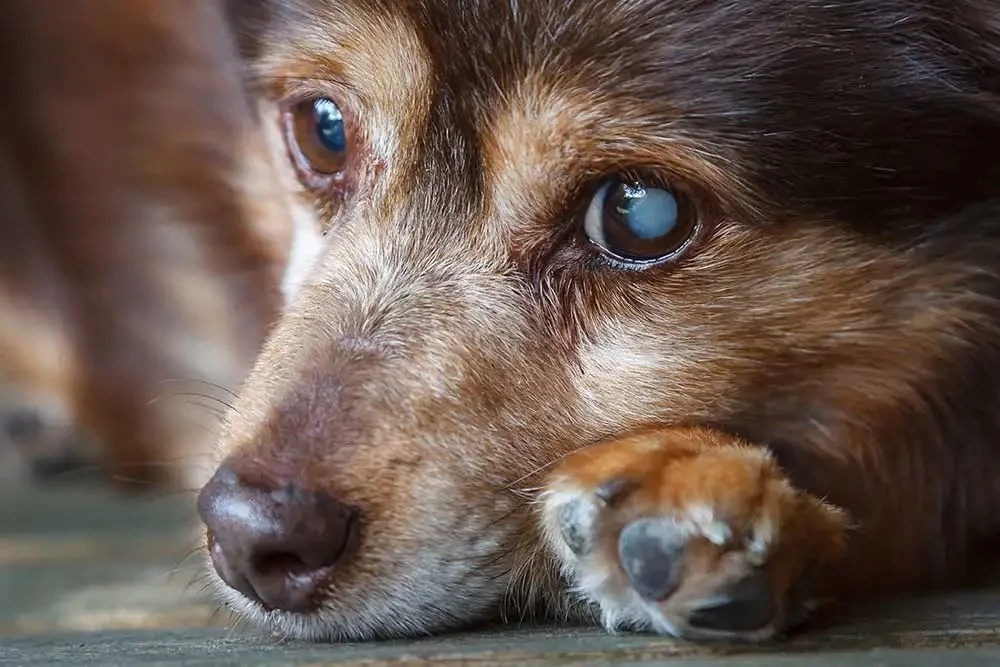 Dog with cloudy eyes