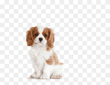 Cavalier King Charles Spaniel puppy
