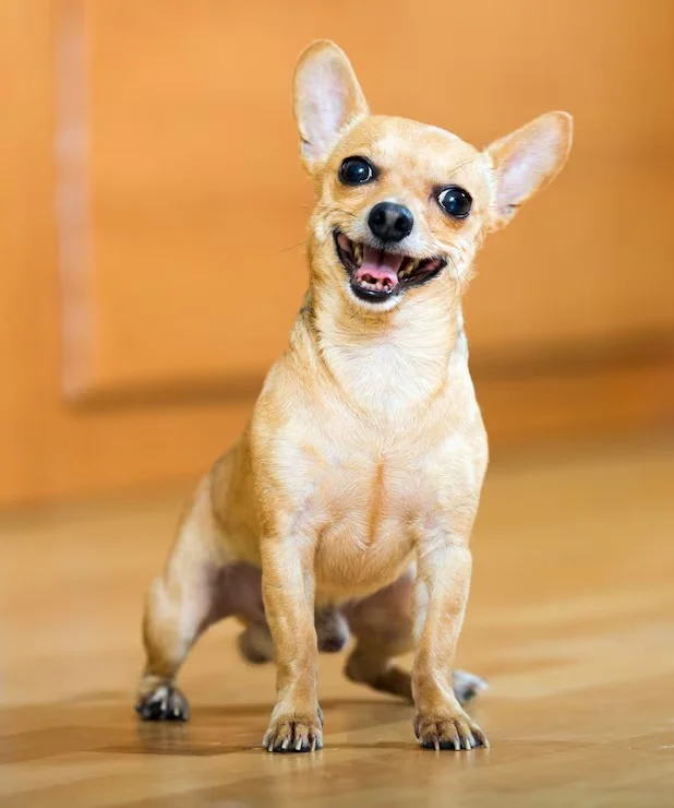 Chihuahua