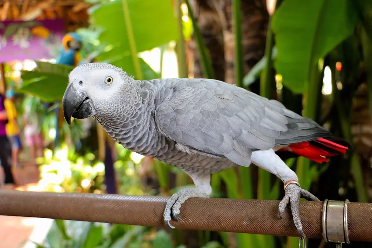 Parrot bird