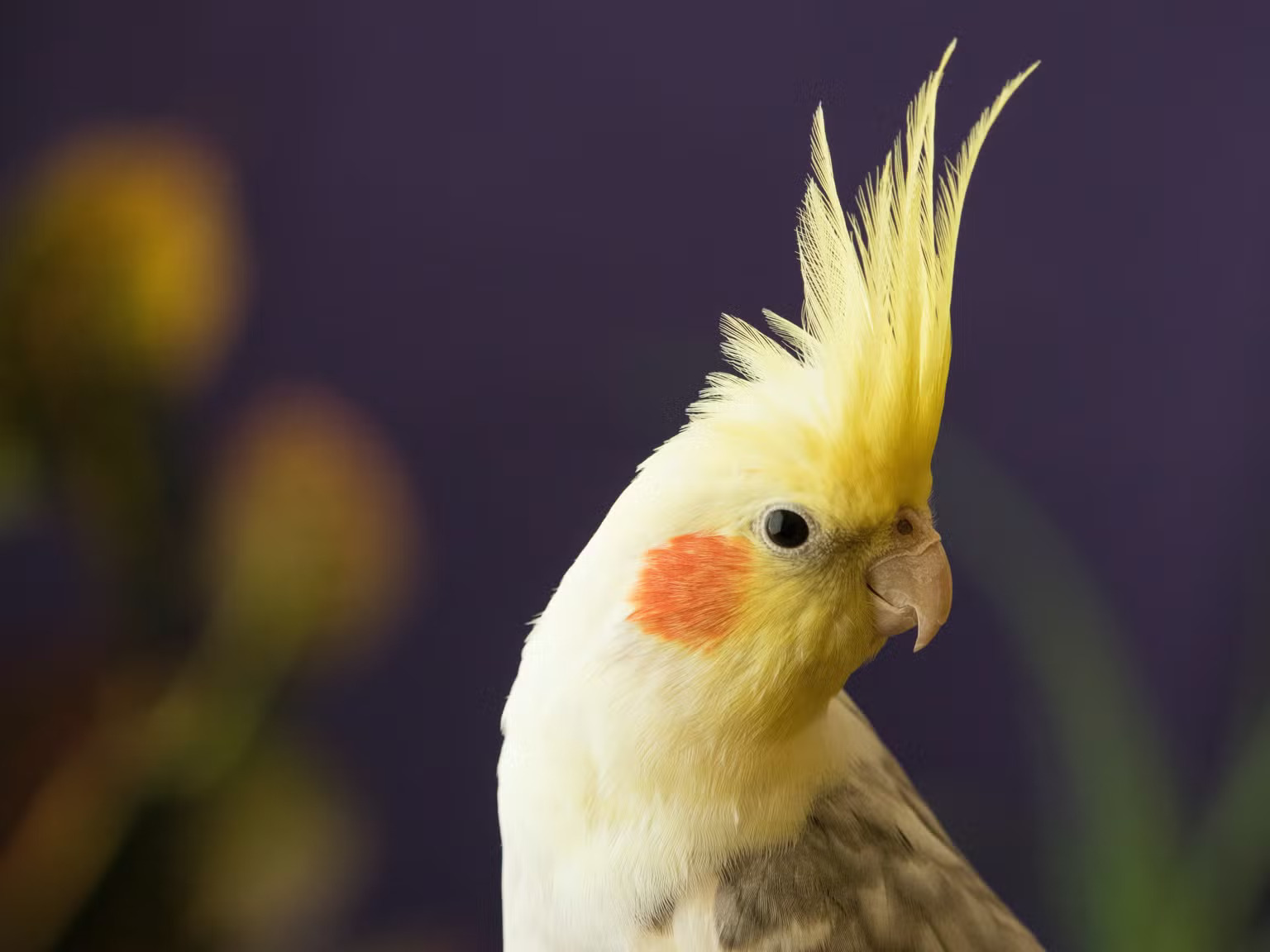 Cockatiel bird