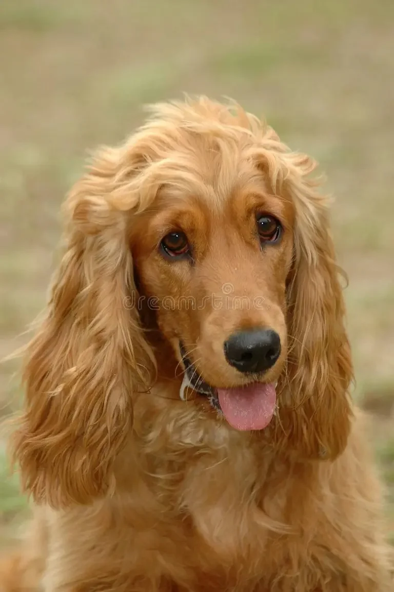 Cocker Spaniel