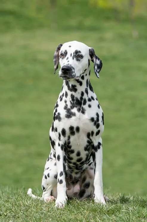 Dalmatian