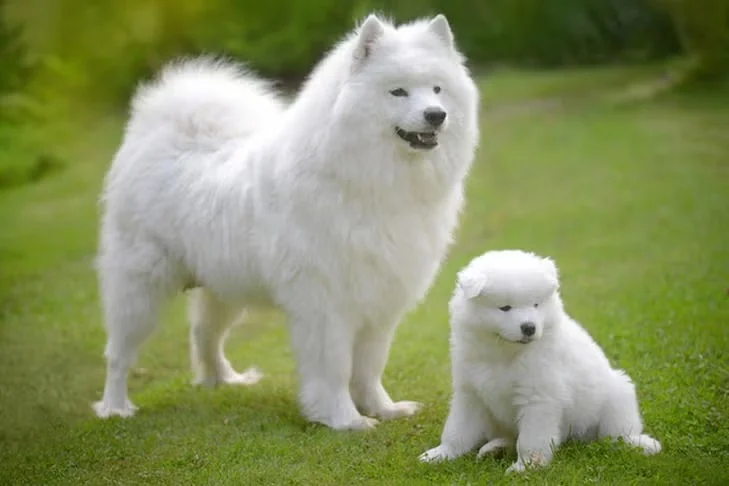 Majestic big fluffy dog breeds