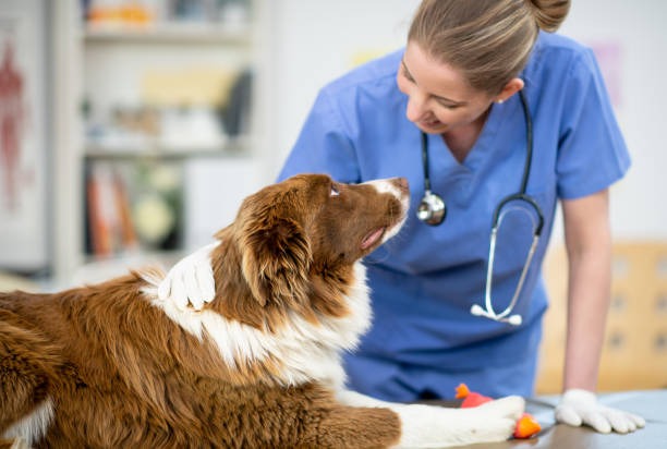 Puppy receiving a vaccination from a veterinarian during a wellness visit