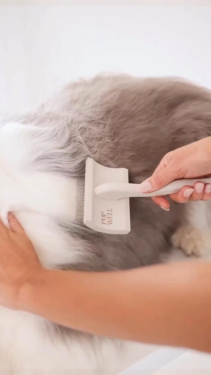Owner gently brushing a dog's coat during a calm at-home grooming session