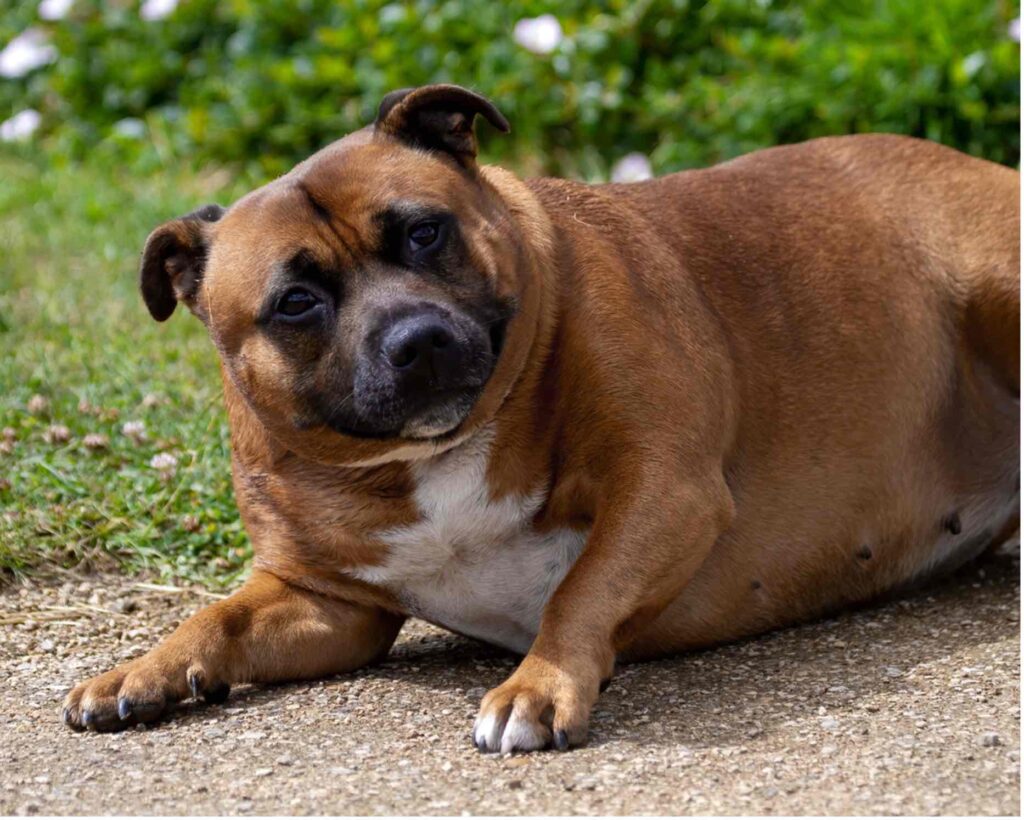 Senior dog resting comfortably on an orthopedic bed, illustrating the importance of arthritis management for quality of life