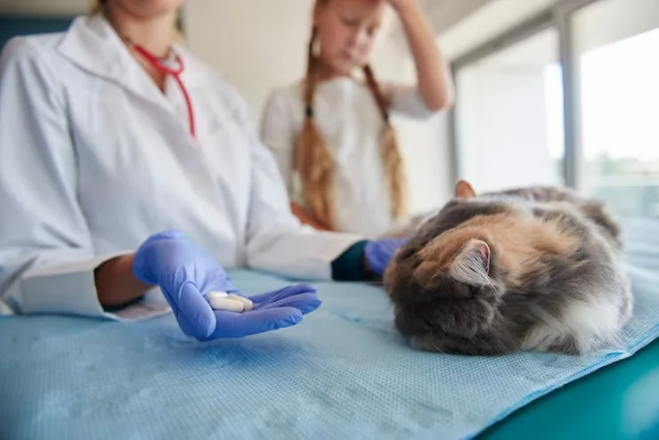 Warning signs graphic representing when a dog symptom needs emergency veterinary care
