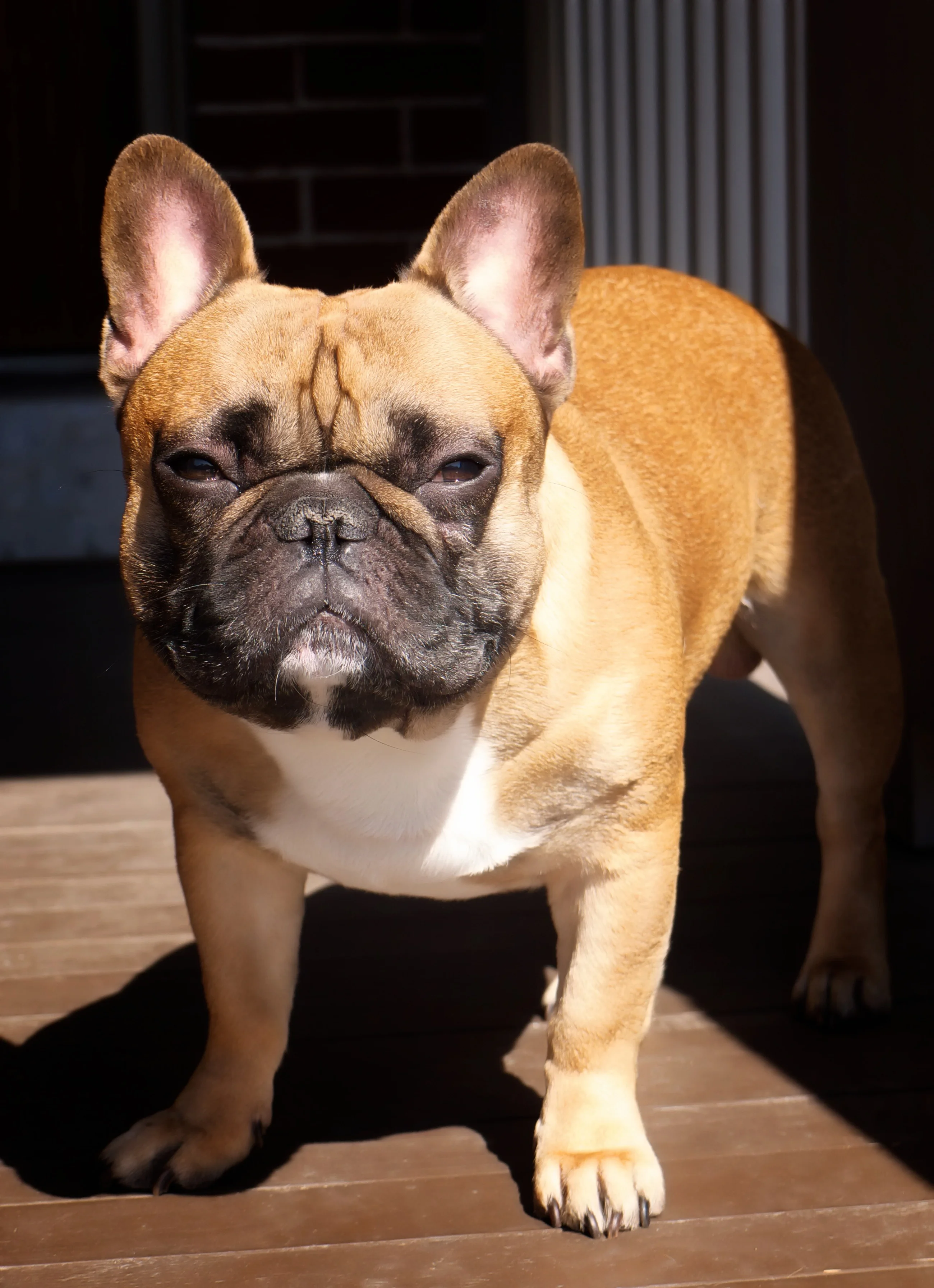 French Bulldog, a brachycephalic breed with elevated pregnancy and whelping risk