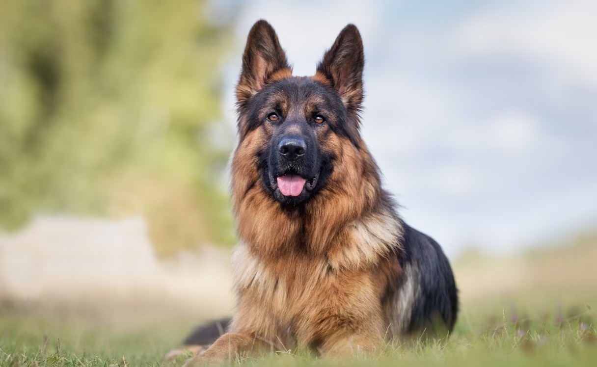German Shepherd dog in alert working pose
