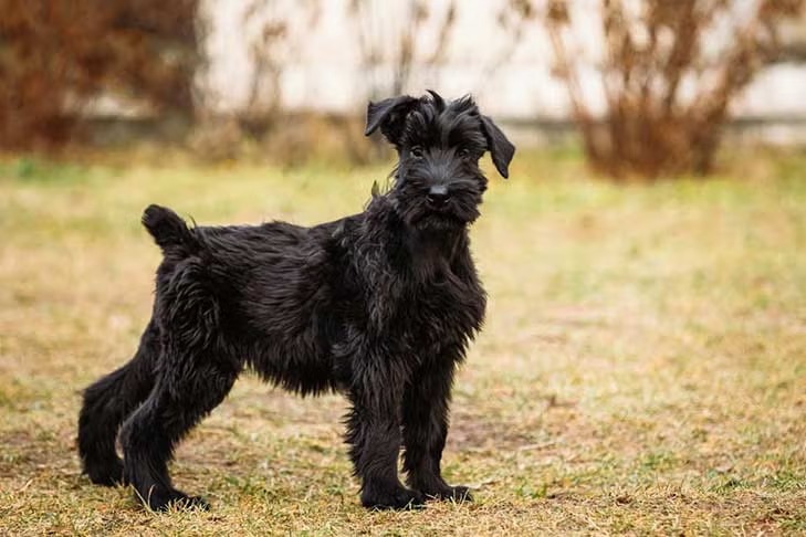 Giant Schnauzer dog standing in a yard — black coat, bushy eyebrows, confident stance