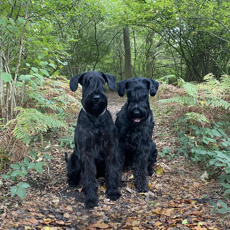 Giant Schnauzer at a veterinary checkup