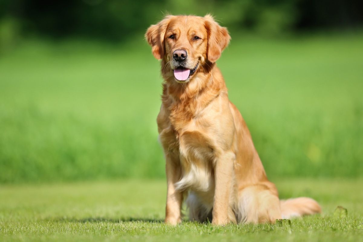 Golden Retriever dog with friendly expression in outdoor setting