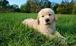 Golden Retriever puppy
