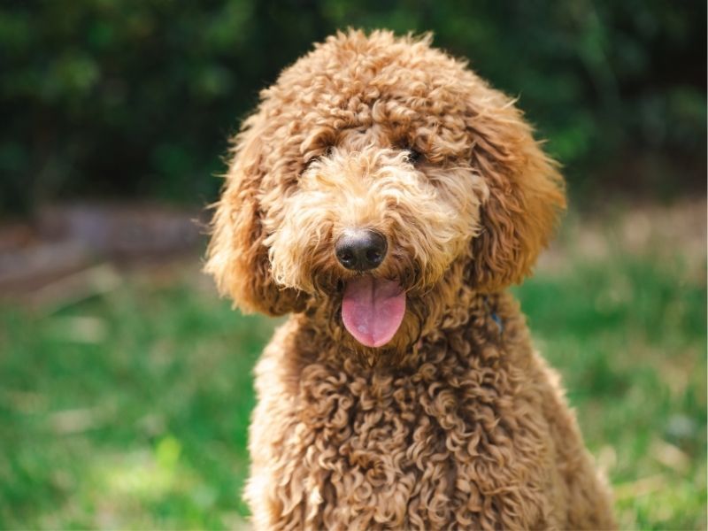 Golden Doodle dog with wavy coat sitting attentively outdoors