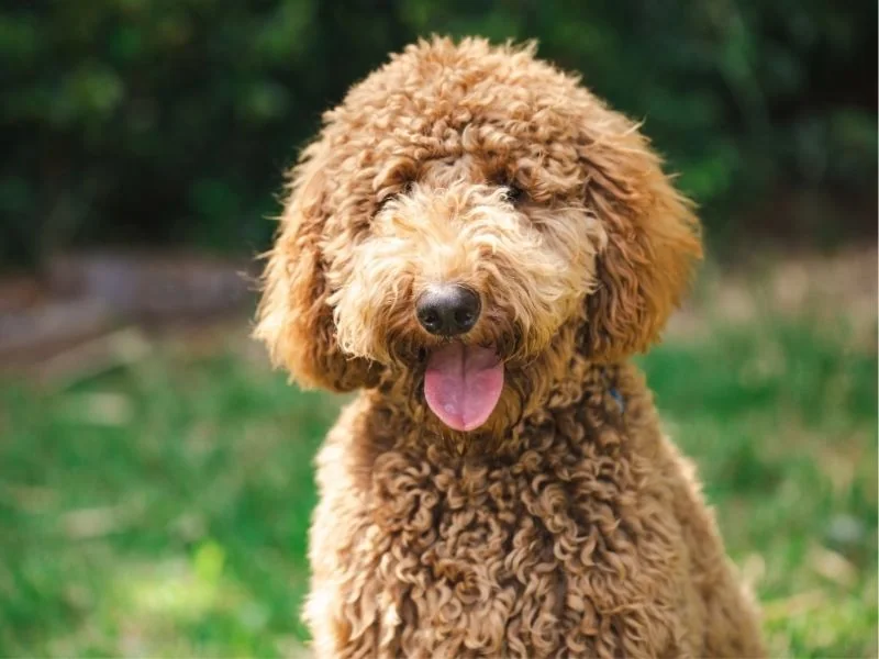Golden Doodle dog with wavy coat sitting attentively outdoors