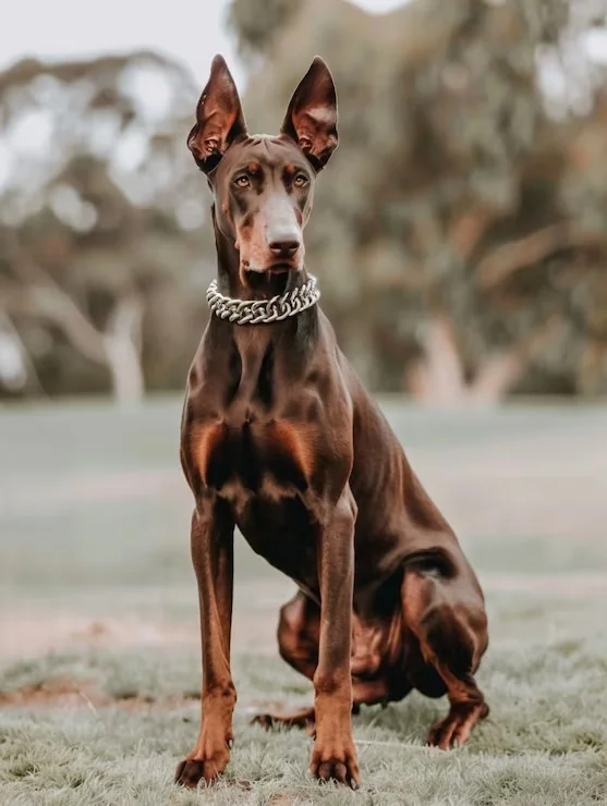Great Dane, a giant breed with pregnancy considerations related to large litter size