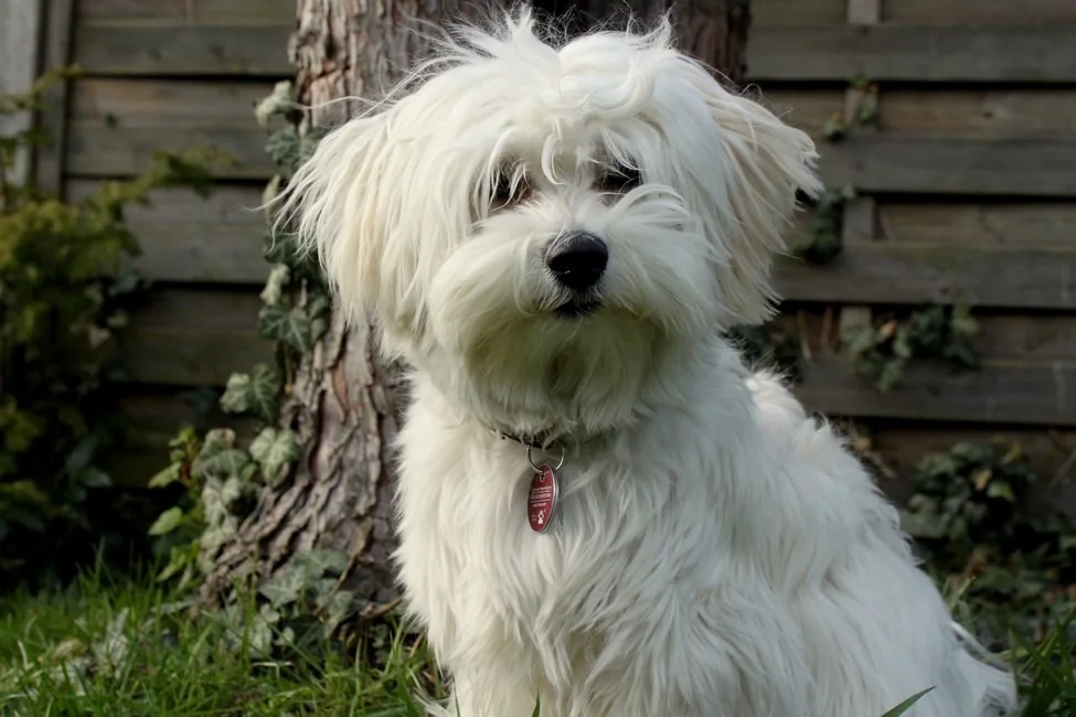Havanese dog breed