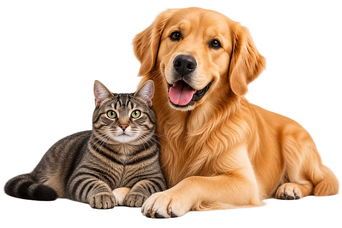 A golden retriever dog and a tabby cat sitting together