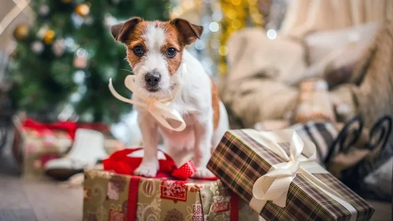Dog avoiding holiday decorations