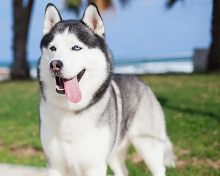 Husky (Siberian)