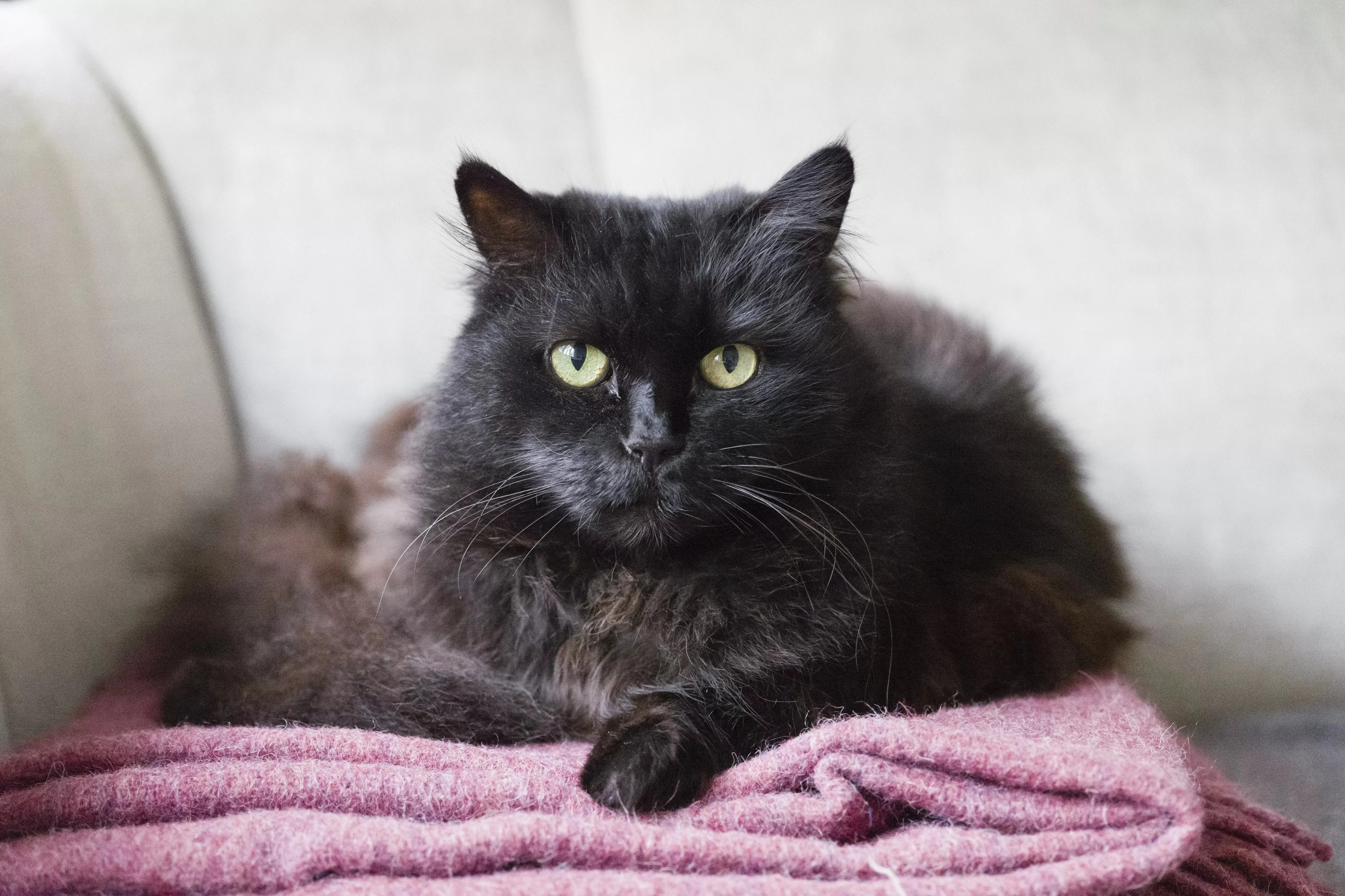 Hypoallergenic cat breeds for allergy sufferers