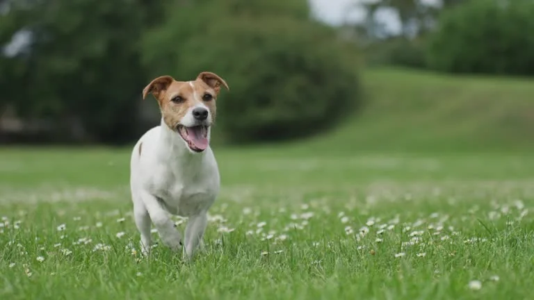 Jack Russell Terrier