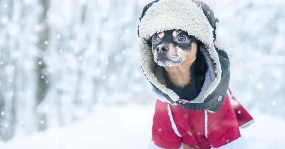 Dog wearing winter coat outdoors